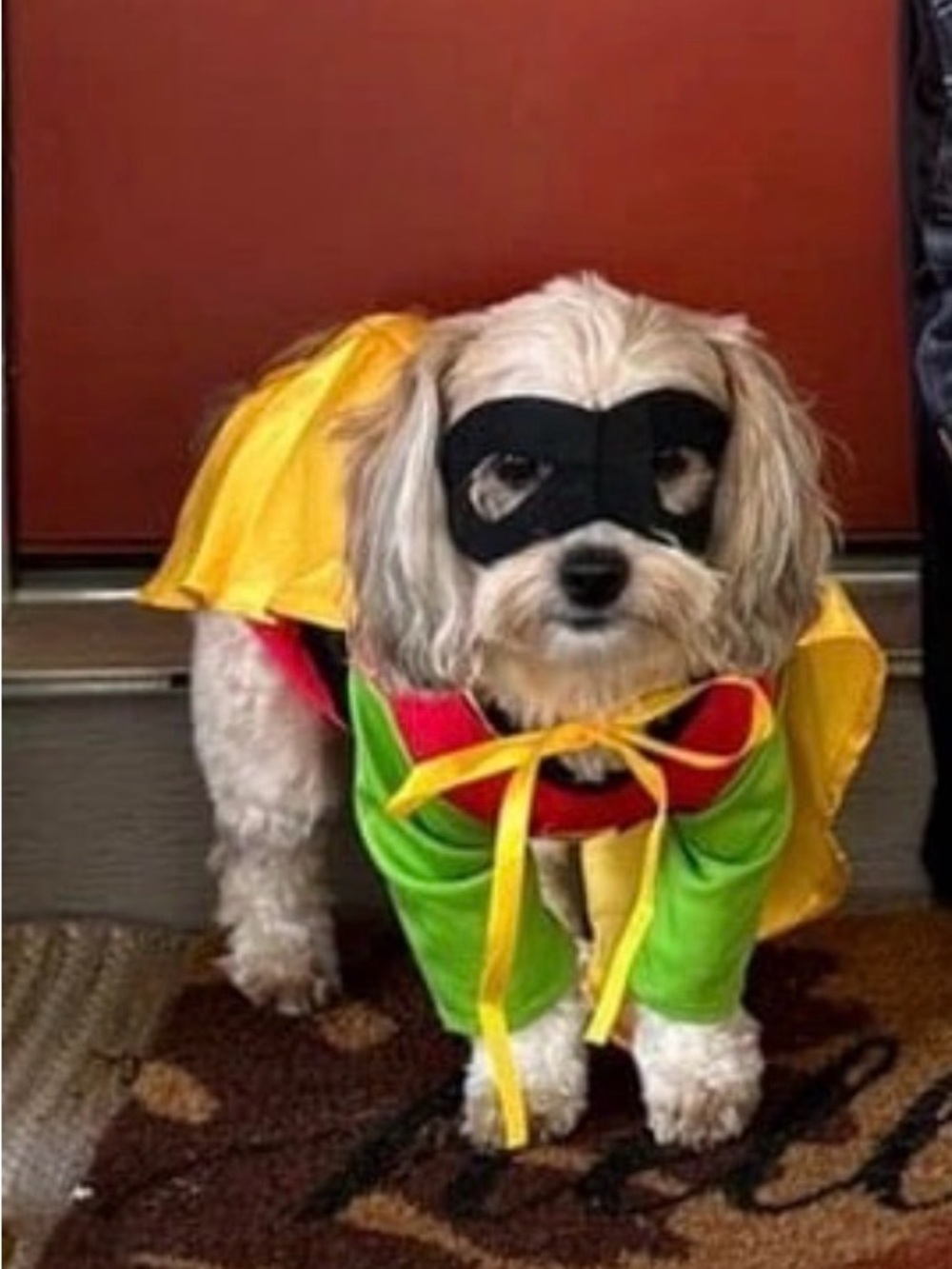 Pet Dog Superhero Costume in Yellow & Green with Black Mask
